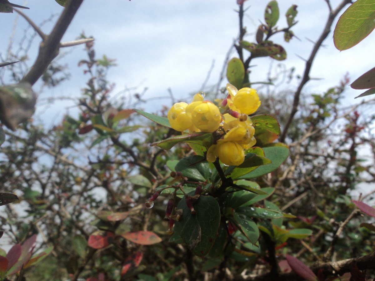 Berberis ceylanica C.K.Schneid.